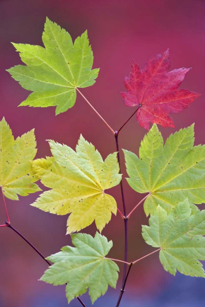 OR, Willamette NF Vine maple leaves in autumn